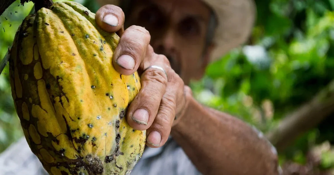 Regenerative Cacao Farming: How It Elevates the Flavor of Premium dark chocolate bars